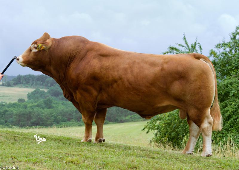 Sire of Knell