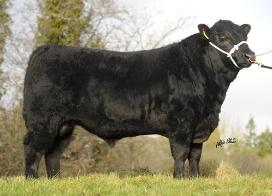 CORNAMUCKLA LORD HARDY K222
