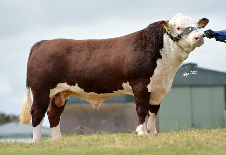 Dendor 1 Kohinoor
