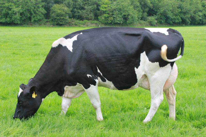 Dam of ABO