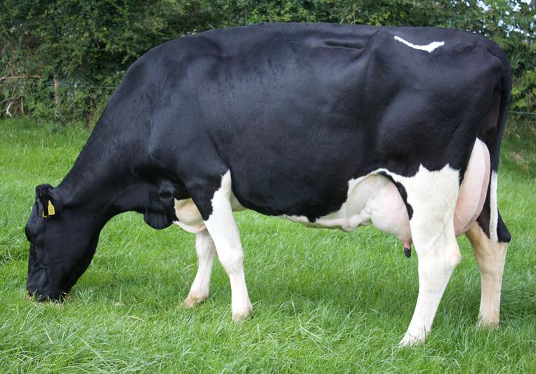 Dam of Harry