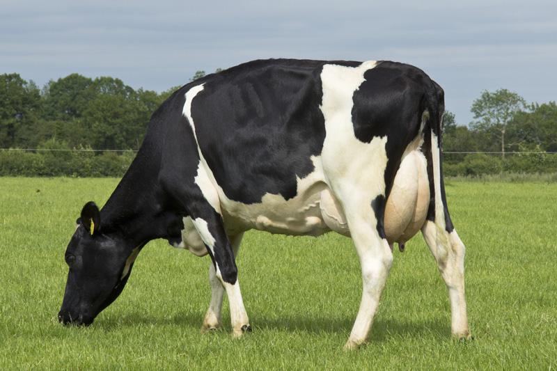Dam of Vincent