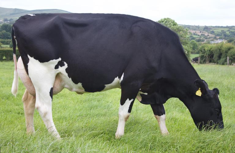 Dam of Ronaldo