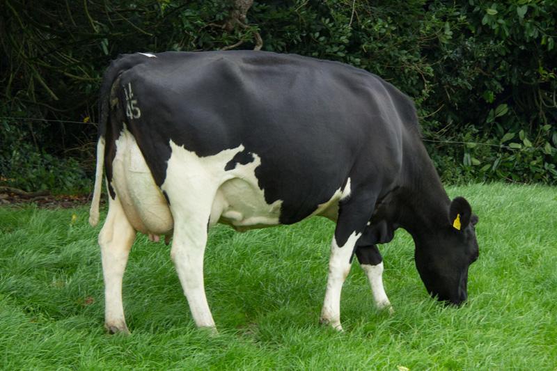 Dam of ronaldo
