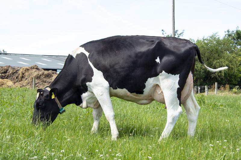 Dam of Red
