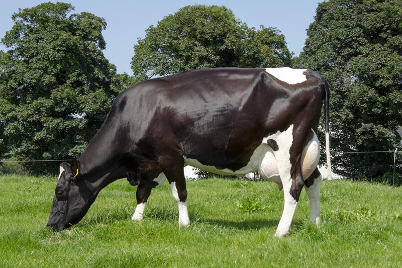 Dam of Winston