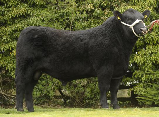 Goulding Jumbo King 436