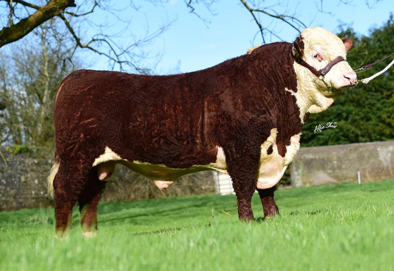 ALLOWDALE ADVANCE 573