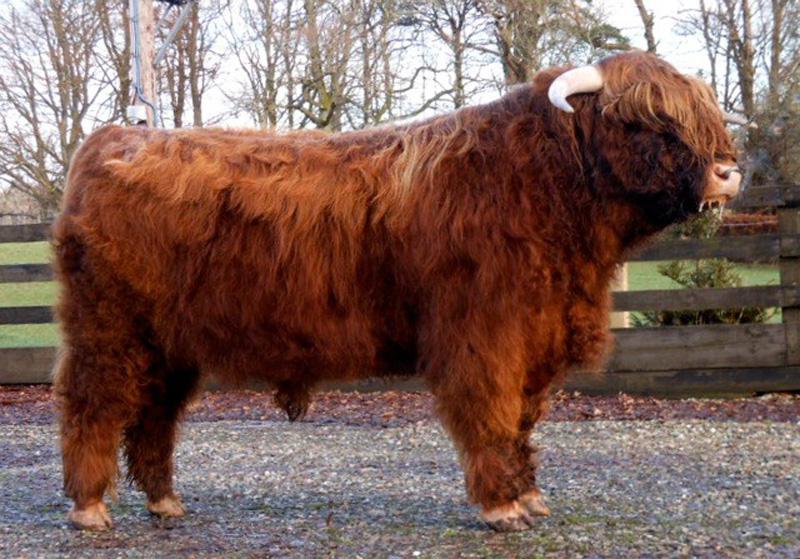 ANGUS MOR OF GLENGOYNE