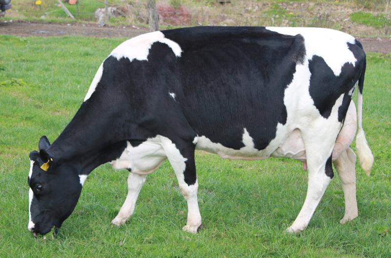 OMG Dam Modeligo BWZ Jenny 1746