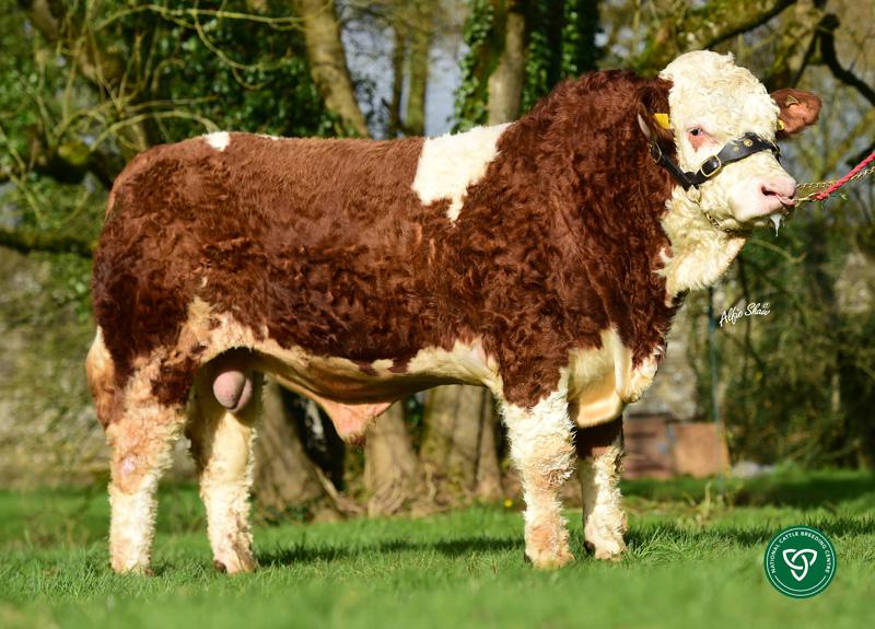 LEEHERD JAKE 319