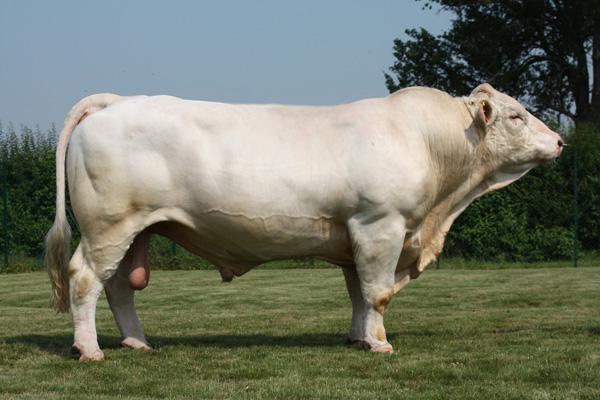 VITTOZ 5398