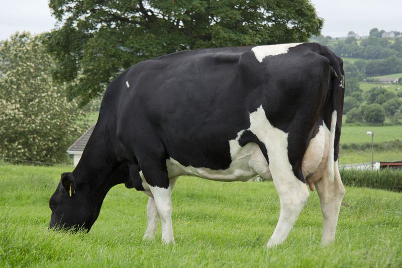 WWT sister IE161971581145 SYX