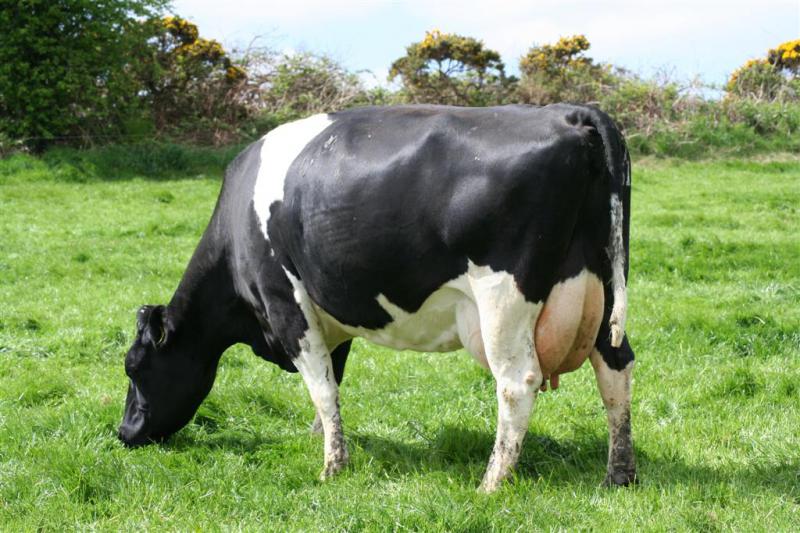 Carrickshock CKX Dolly 751 dam of Carrickshock Naut