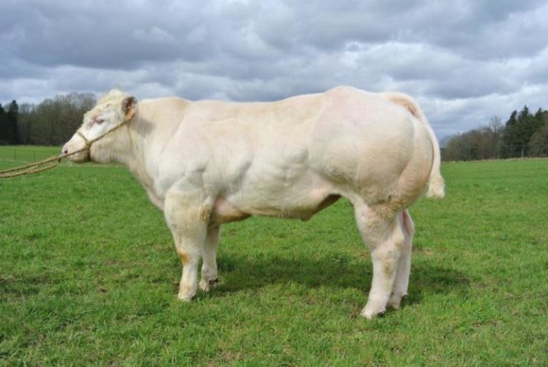 Belgian Blue bulls С„РѕС‚Рѕ