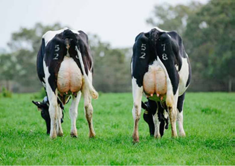 FR4187_WESTCOAST PERSEUS