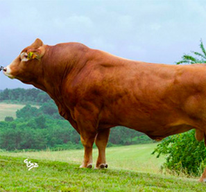 dairy-beef