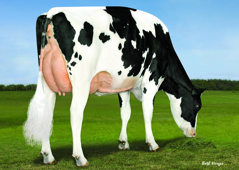 (DAM OF DENOVO 2800 PRINCE). ABS 7484 ANNA