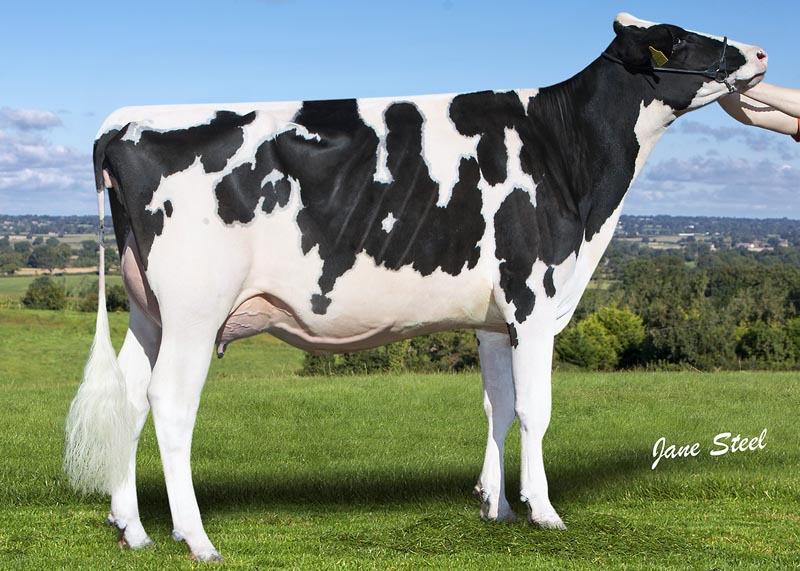 (DAUGHTER OF BRENLAND DENVER) KNOWLESMERE DENVER DIAMOND VG86