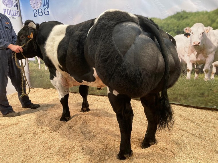 belgian blue cattle muscle