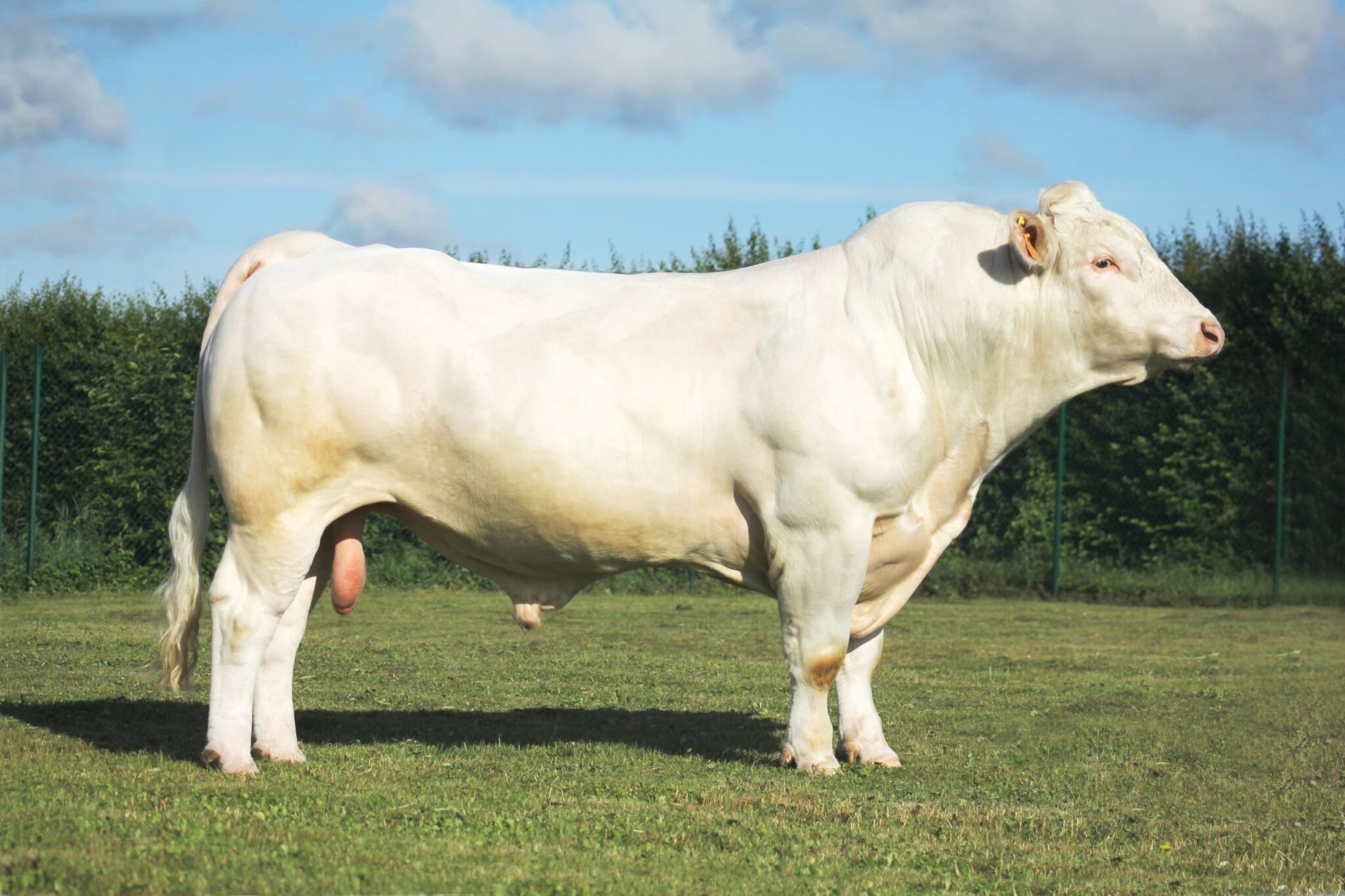 Charolais Beef Sires Progressive