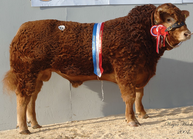 Queenshead Altea from Pat Varley took the championship Ticket and the days highest price of 52,000gns, at the Borderway Limousin spring sale, Carlisle. Some going for a herd of just 4 cows