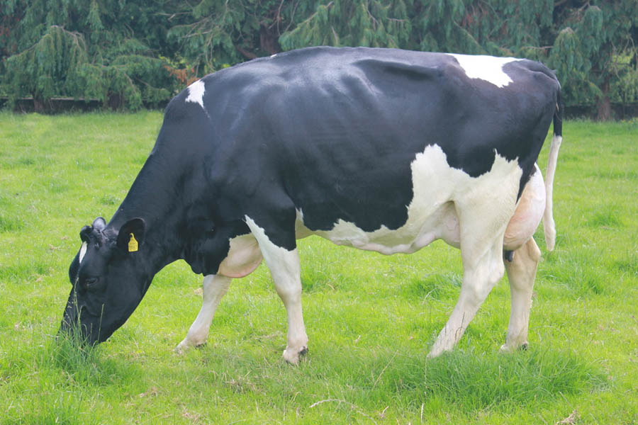 FR7296 Aramax - FR2028 Sister to bull