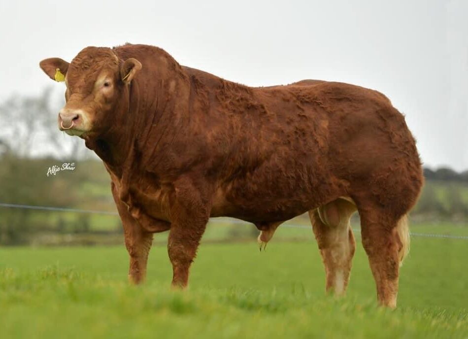 Aughalion Prince sold for 14000 gns