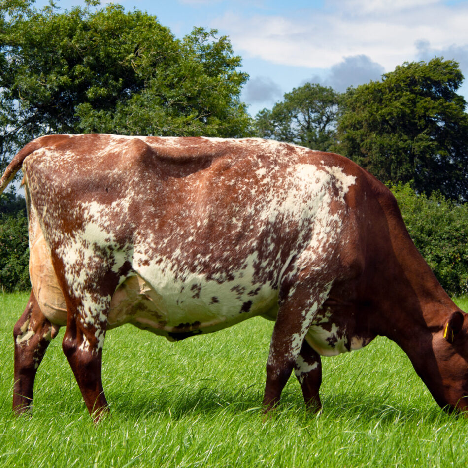 Monasteroris Grayling 4, dam of Monasteroris Nearly