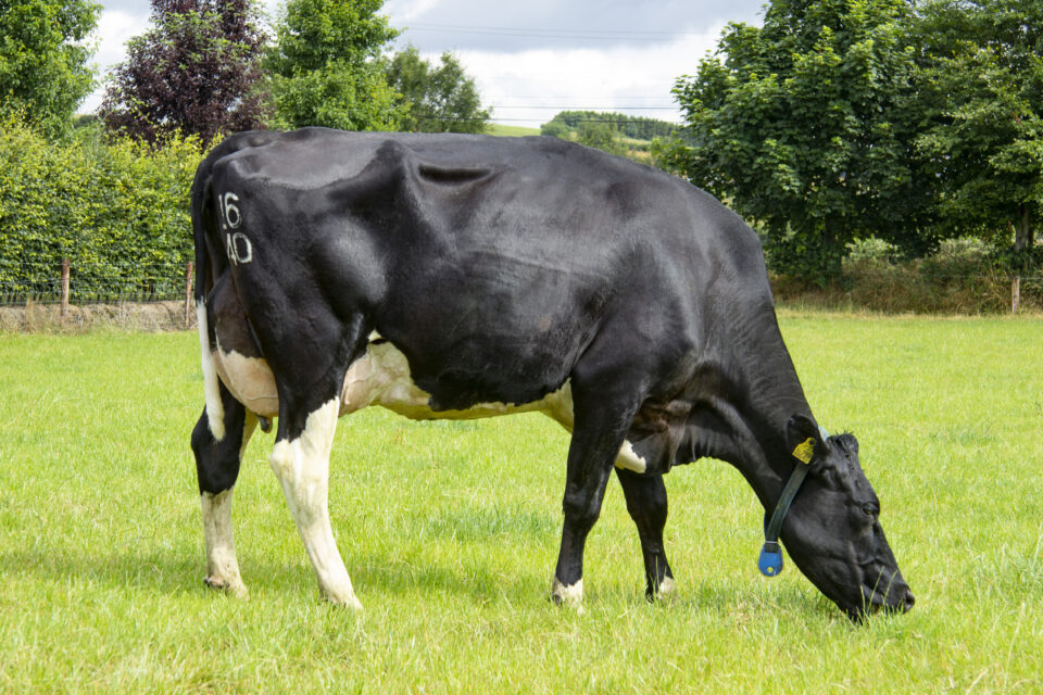 Dam of Frodon