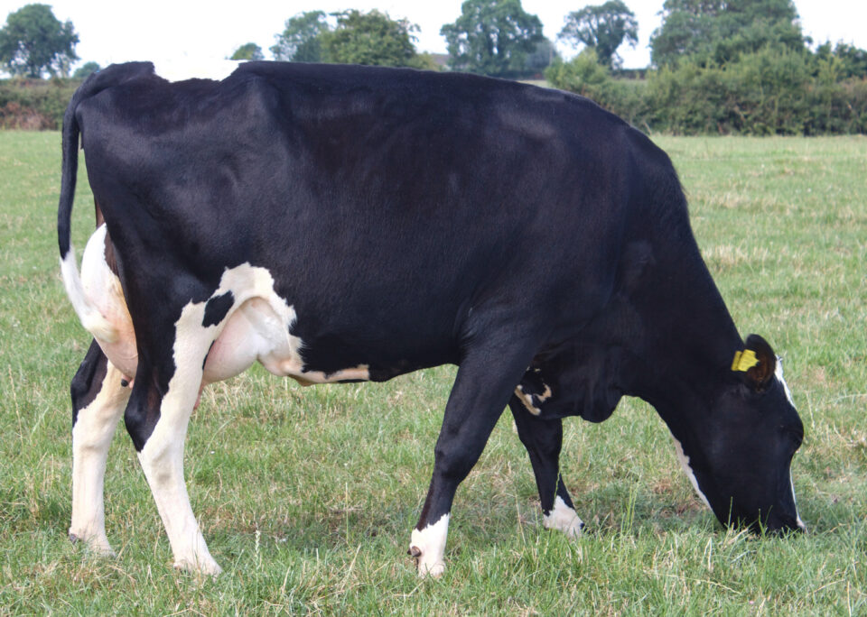 FR4482_ SPRINGHAVEN SUPREME