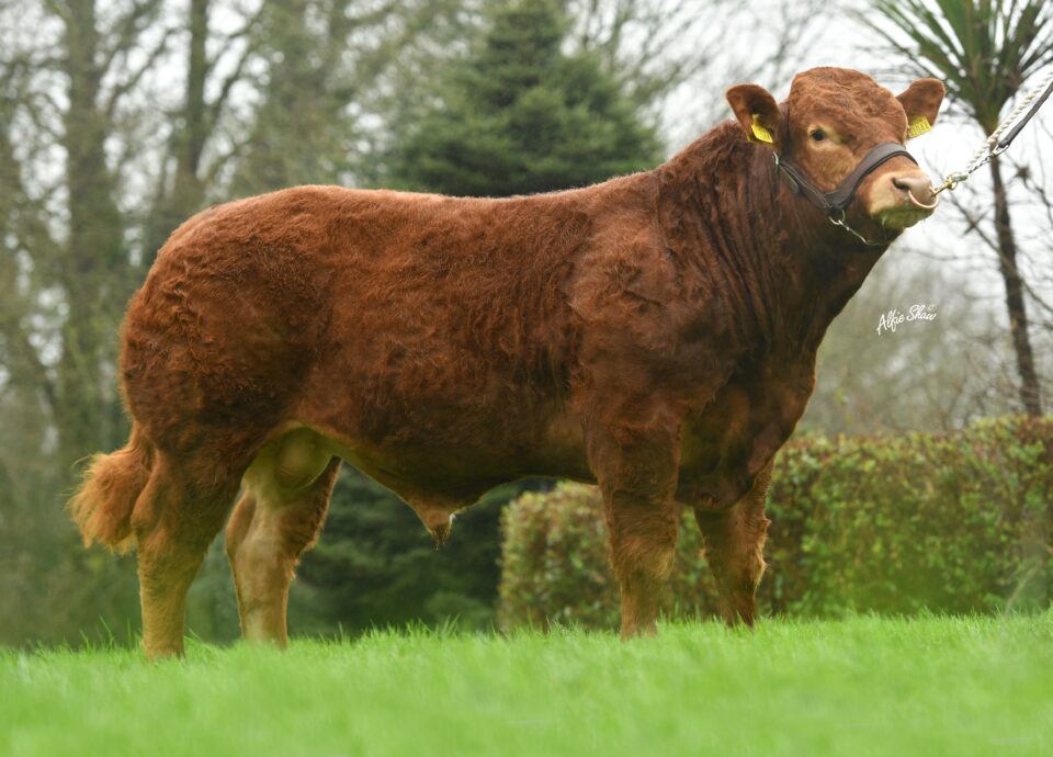 Castleview Recce new profile photo