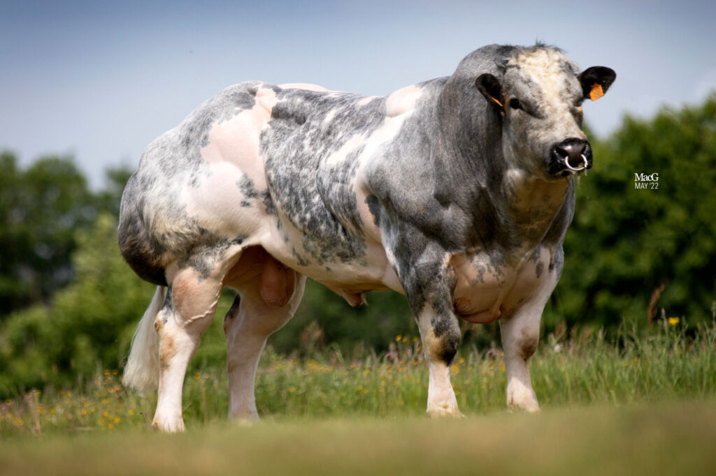 Belgian Blue Archives Progressive Genetics