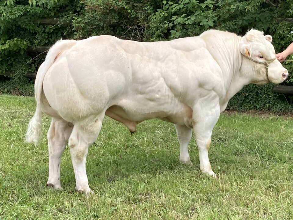 belgian blue cattle muscle