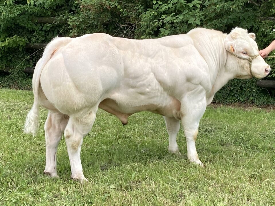 Belgian Blue Beef Belgian Blue Beef