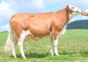 Dam of Verismo, Taube