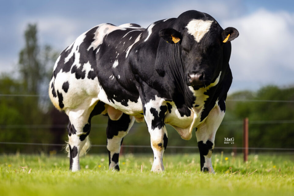 Belgian Blue Bull All About Belgian Blue Cows Belgian Blue Bull All About Belgian Blue Cows