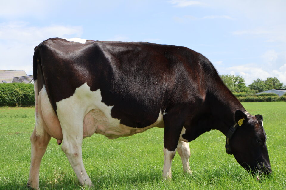 NCBC Bull Dam of Barrowvale Excalibur