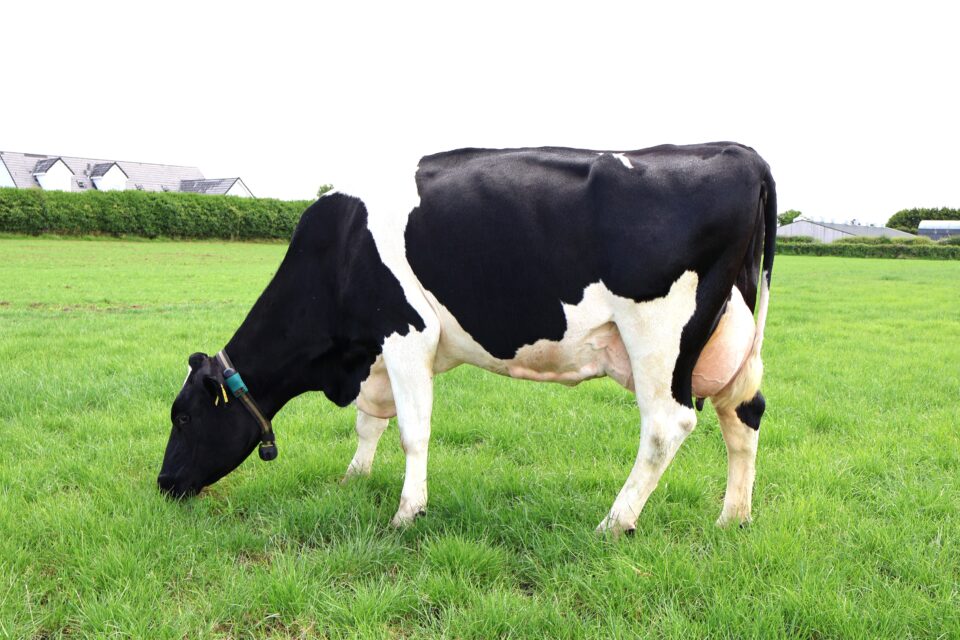 NCBC Bull Dam of Barrowvale GTW 2