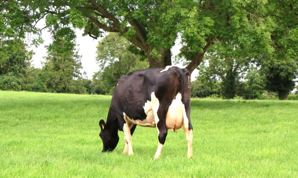 Dam of Cogran Janzen FR5822