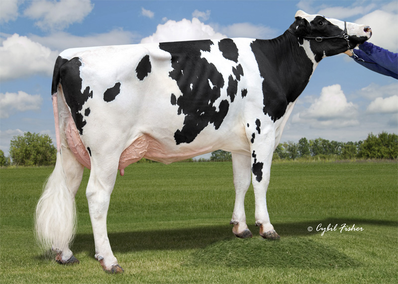 Dam of Coverboy
