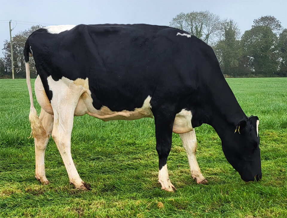 Dam of Lisduff Napolean FR9881