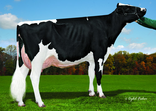 Hexagon 3RD DAM Cookiecutter Dta Habitan-ET EX-90
