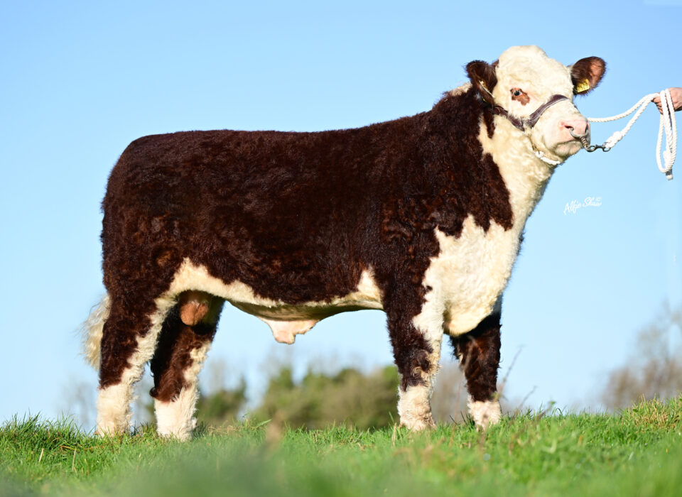 HE1455 Keenagh Titanium profile NCBC