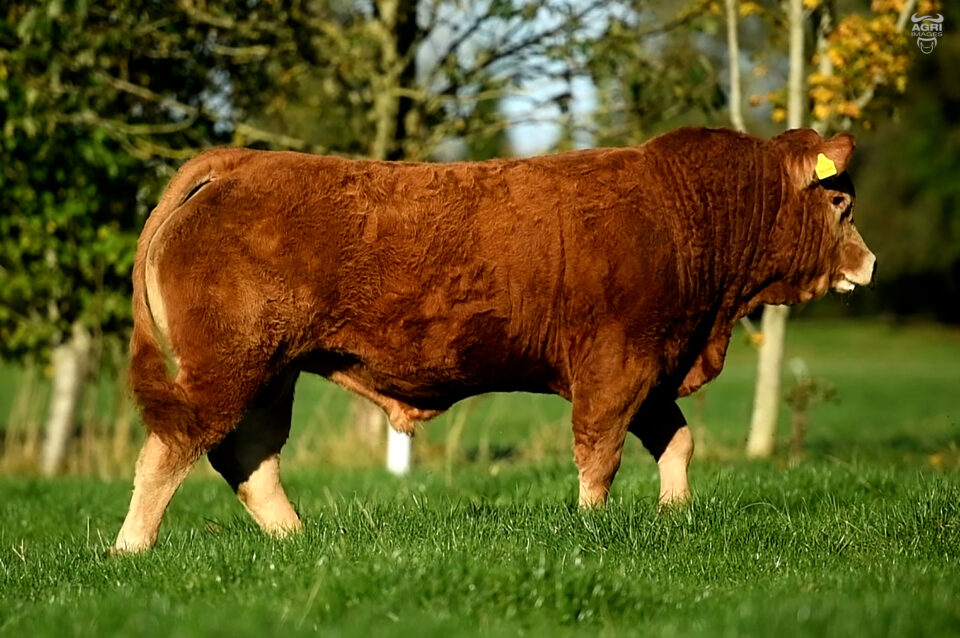 Keltic Rembrandt profile from video still