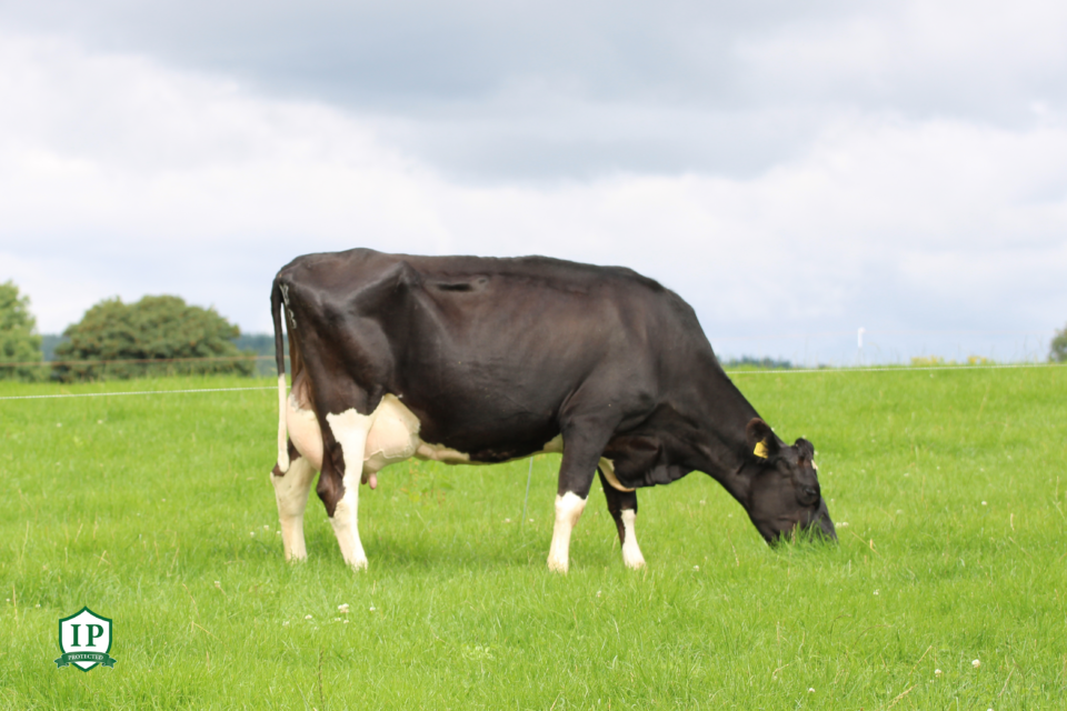 Dam of Ballagh Spiceman IP