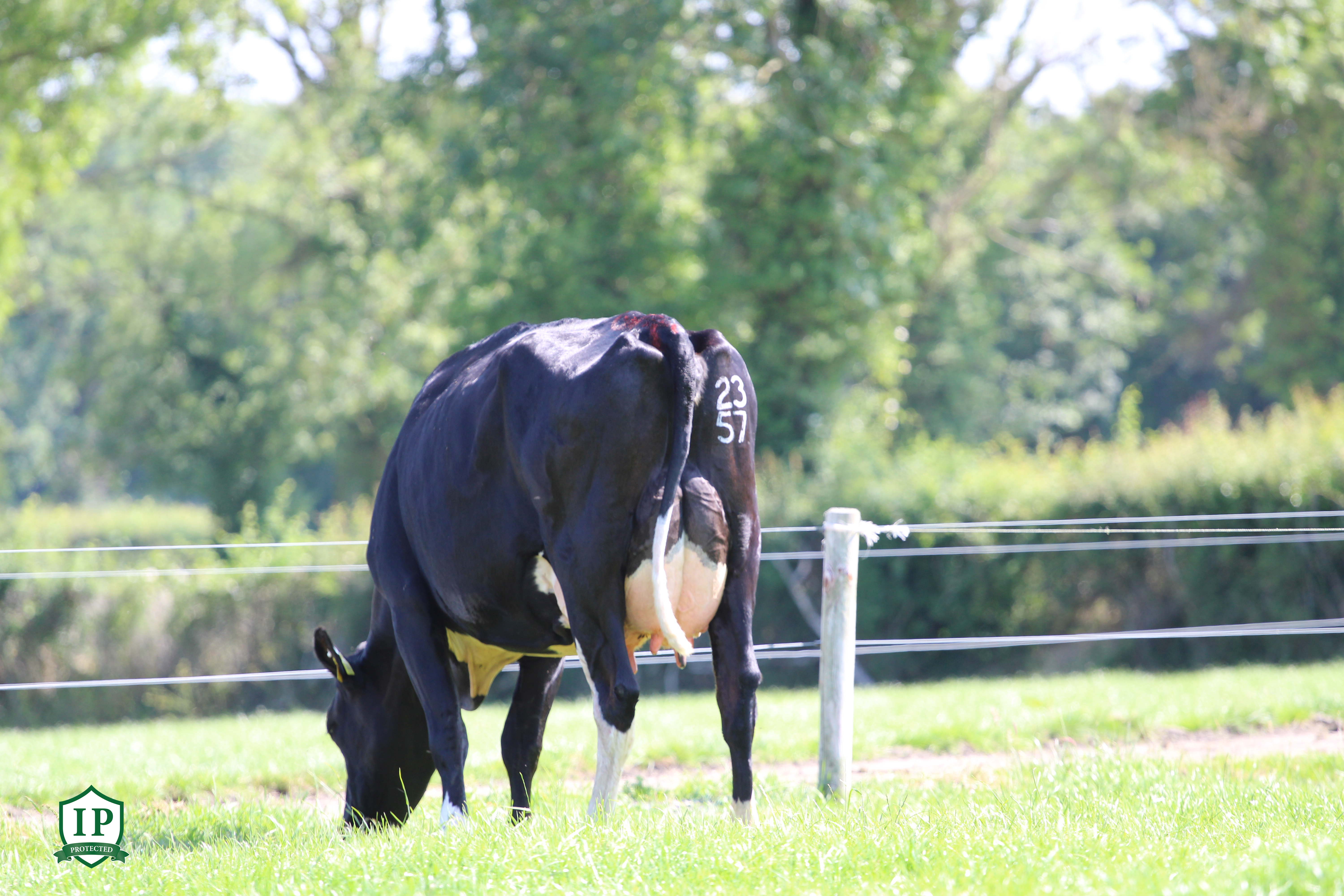 Derek Ryan - Cashback NCBC Logo