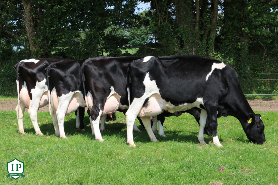 FR2534_PARKDUV MAGICAL_4 Generations IP logo