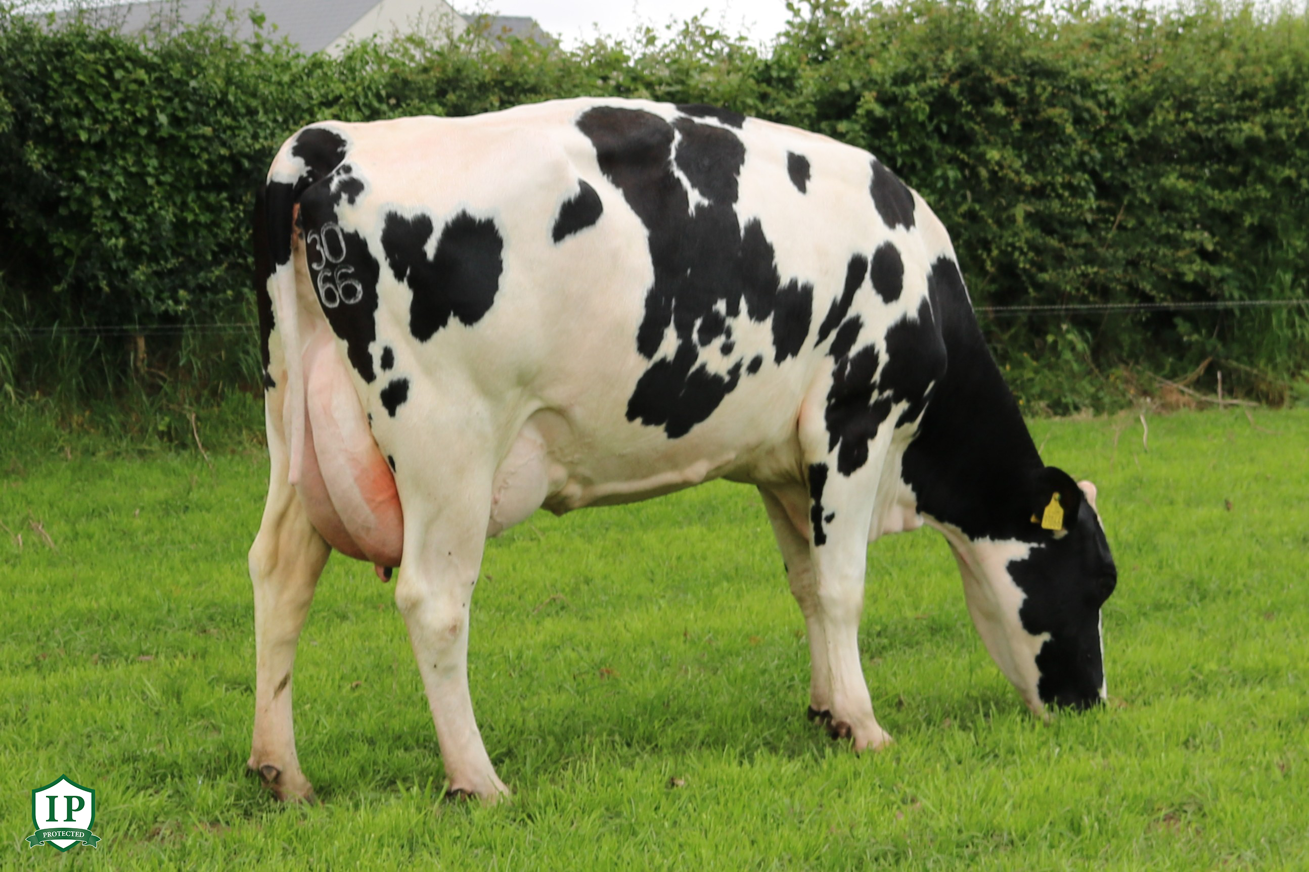 FR2547_KILLALOUGH NURTURE SRM_ IP