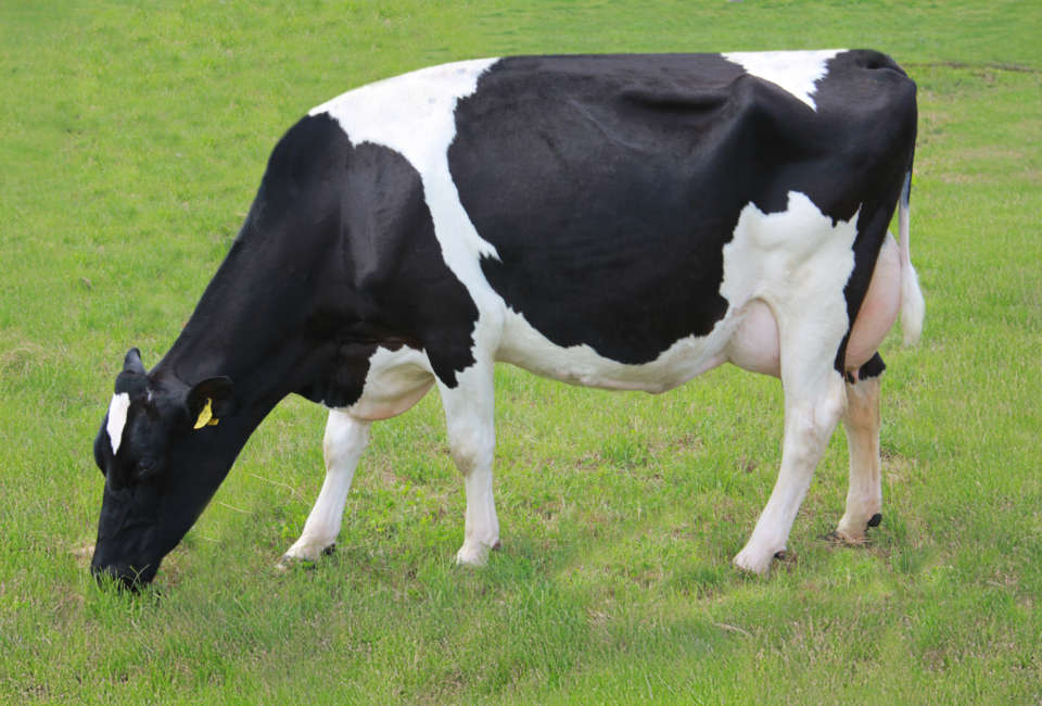 HDJ Dam - BRIDESTREAM COCKLE 37 - 2